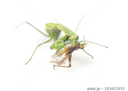 praying mantis eats a grasshopper close-up on a white background. praying mantis eats a grasshopper close-up on a white background. 101621955