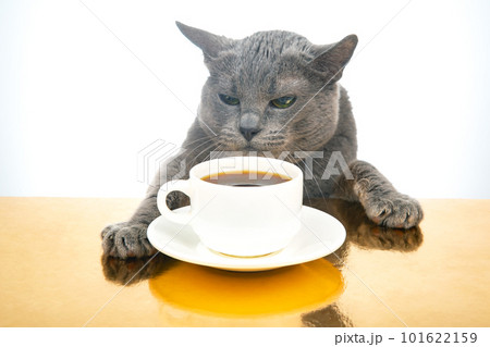 gray cat sits at a table near a white cup with black hot coffee. homemade breakfast concept with favorite animal 101622159