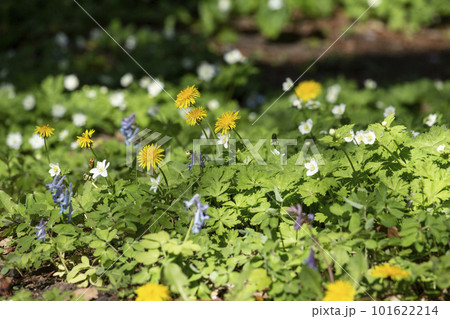 春の森に咲く小さな花 101622214