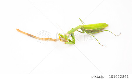 green praying mantis eats earthworm food on a white background. insect predator. nature and zoology 101622841