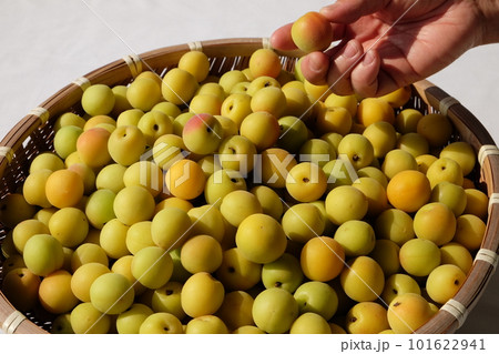 完熟の小梅・梅干し用 101622941