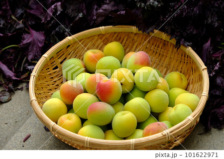 梅干し作り・南高梅と赤紫蘇 梅干し作り・南高梅と赤紫蘇 101622971