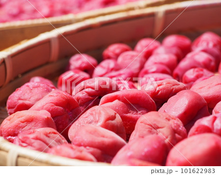 梅の土用干し 梅の土用干し 101622983