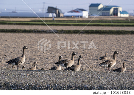 畑で餌を探すマガン 101623038