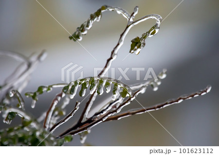 Icicles on icy tree branches. temperature swing season and winter weather in autumn 101623112