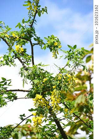 青空に映えるキングサリ 青空に映えるキングサリ 101623162
