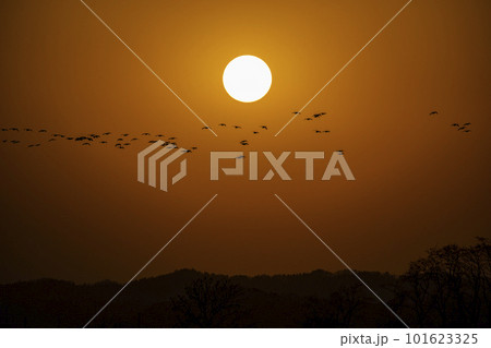 ねぐら入りマガン 101623325