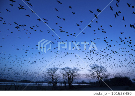 朝焼けの空に飛び立つマガン 101623480