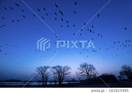 朝焼けの空に飛び立つマガン 101623485