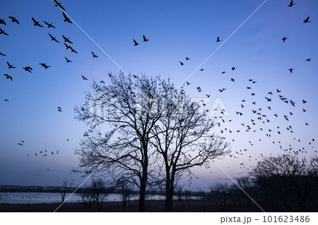 朝焼けの空に飛び立つマガン 朝焼けの空に飛び立つマガン 101623486