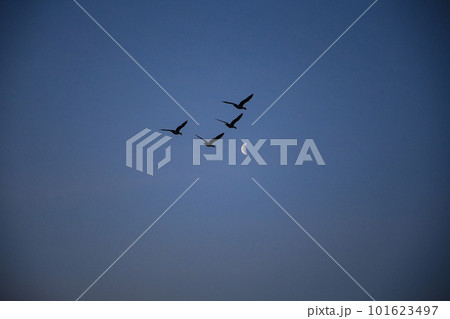 朝焼けの空に飛び立つマガン 朝焼けの空に飛び立つマガン 101623497