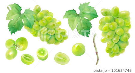 ジューシーなシャインマスカット（白ブドウ）の水彩イラスト。要素のセット。粒のカット面。 101624742