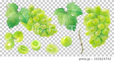 ジューシーなシャインマスカット（白ブドウ）の水彩イラスト。要素のセット。粒のカット面。 101624742