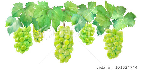 マスカット葡萄(ホワイトグレープ)の水彩イラスト。 マスカット葡萄(ホワイトグレープ)の水彩イラスト。 101624744