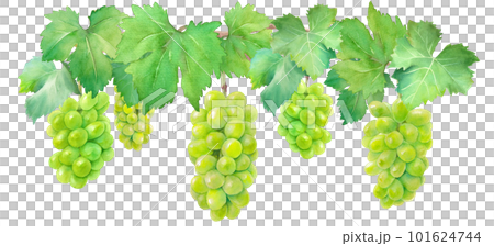 マスカット葡萄(ホワイトグレープ)の水彩イラスト。 マスカット葡萄(ホワイトグレープ)の水彩イラスト。 101624744