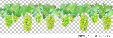 Watercolor illustration of muscat grape (white grape). decorative border. seamless pattern. Watercolor illustration of muscat grape (white grape). decorative border. seamless pattern. 101624745