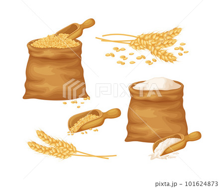 Wheat. A large set with an image of wheat in a bag, a wheat ear and wheat flour in a bag. Cereals, vector illustration 101624873