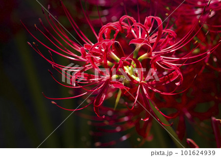彼岸花（ヒガンバナ）の赤い花が咲いています。学名はLycoris radiataです。 101624939