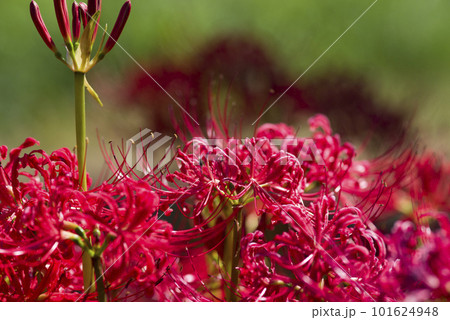 彼岸花（ヒガンバナ）の赤い花が咲いています。学名はLycoris radiataです。 101624948