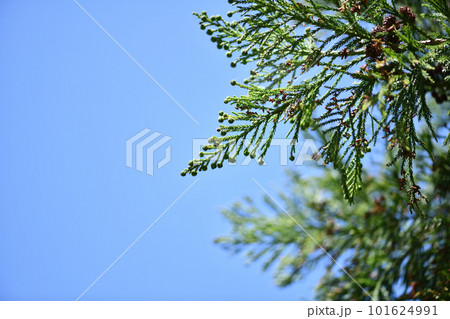 杉の球果（雌花） 101624991