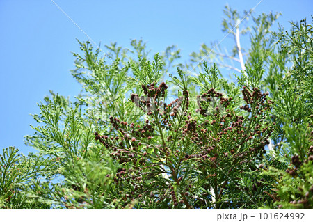 杉の球果（雌花） 101624992