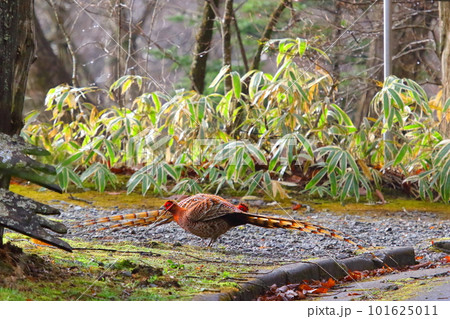 ヤマドリの争い ヤマドリの争い 101625011