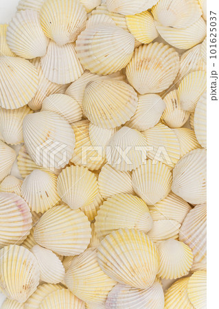 set of clam mollusc shells isolated on white background set of clam mollusc shells isolated on white background 101625037
