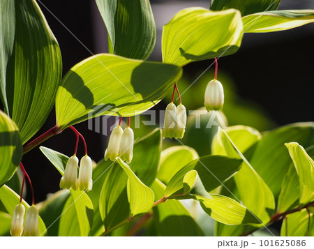 アマドコロの花 アマドコロの花 101625086