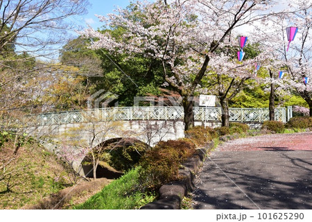 佐野市 城山公園(佐野城跡)散策路と堀切と満開桜 佐野市 城山公園(佐野城跡)散策路と堀切と満開桜 101625290