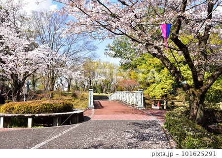 佐野市 城山公園(佐野城跡)散策路と満開桜 佐野市 城山公園(佐野城跡)散策路と満開桜 101625291