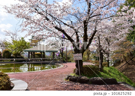 佐野市 城山公園(佐野城跡)散策路と満開桜と東屋 佐野市 城山公園(佐野城跡)散策路と満開桜と東屋 101625292