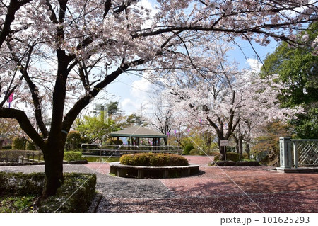 佐野市 城山公園(佐野城跡)散策路と満開桜と東屋 佐野市 城山公園(佐野城跡)散策路と満開桜と東屋 101625293