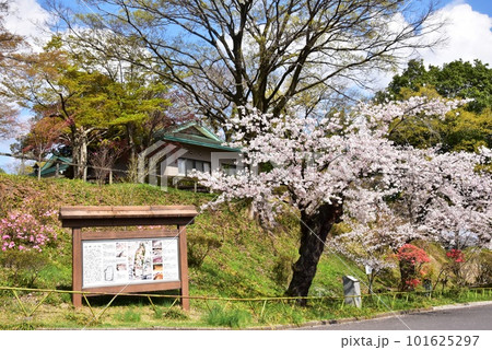 佐野市　城山公園（佐野城跡）散策路入口の満開桜と佐野城跡案内板 101625297