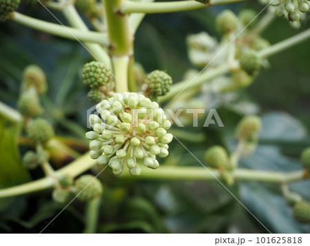 ヤツデの花・蕾 101625818