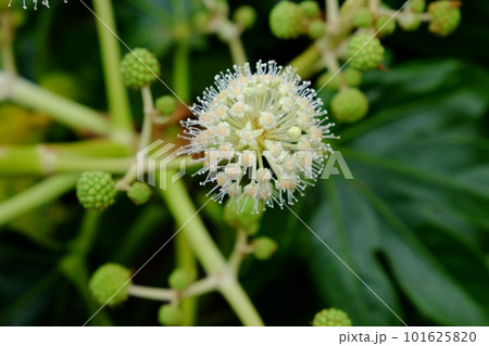 ヤツデの花 101625820