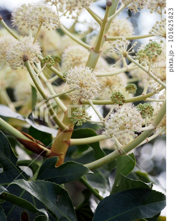 ヤツデの花 101625823