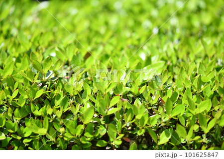 サツキの若葉 サツキの若葉 101625847