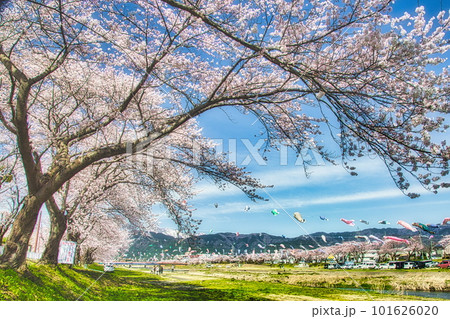 日本の春の代名詞は桜のソメイヨシノと鯉のぼりです 日本の春の代名詞は桜のソメイヨシノと鯉のぼりです 101626020