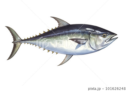 image of northern bluefin tuna on white background. Underwater Animals. Foods. illustration, generative AI. 101626248