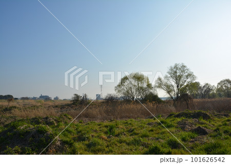 荒川 春の陽の下の荒川生物生態園 荒川 春の陽の下の荒川生物生態園 101626542
