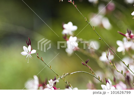 ガウラ・ヤマモモソウ（山桃草）の花が咲いています。学名Oenothera lindheimeri  101626799