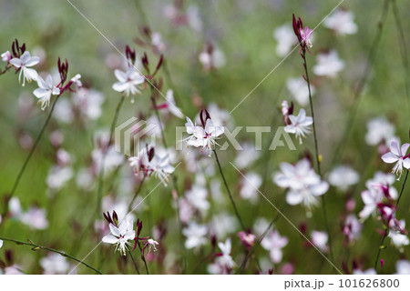 ガウラ・ヤマモモソウ（山桃草）の花が咲いています。学名Oenothera lindheimeri  101626800