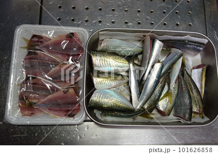 中アジと真イワシが釣れた アジの開き一部お裾分けに 中アジと真イワシが釣れた アジの開き一部お裾分けに 101626858