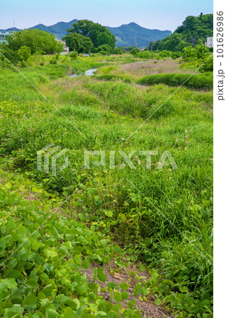 秋山川河原　初夏　田舎の風景　葛生アクトプラザ付近　 101626986
