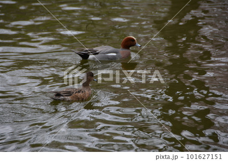 川越水上公園 なかよしなカモ 仲良し 川越水上公園 なかよしなカモ 仲良し 101627151