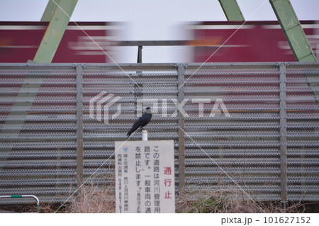 さくらそう水門　看板で休む烏と武蔵野線貨物列車 101627152