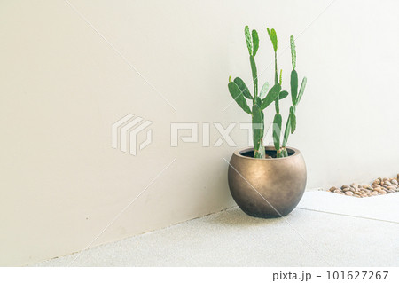 beautiful golden vase with cactus beautiful golden vase with cactus 101627267