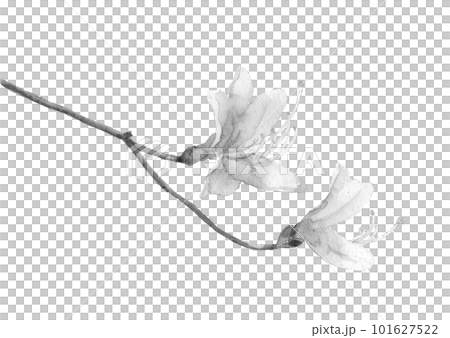 Monotone illustration of Kobanomitsuba azalea drawn in ink painting style White background 101627522