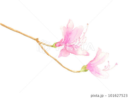 水彩で描いたコバノミツバツツジのイラスト 白バック 101627523