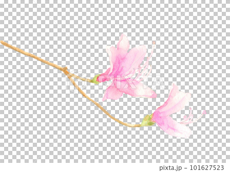 水彩で描いたコバノミツバツツジのイラスト 白バック 101627523